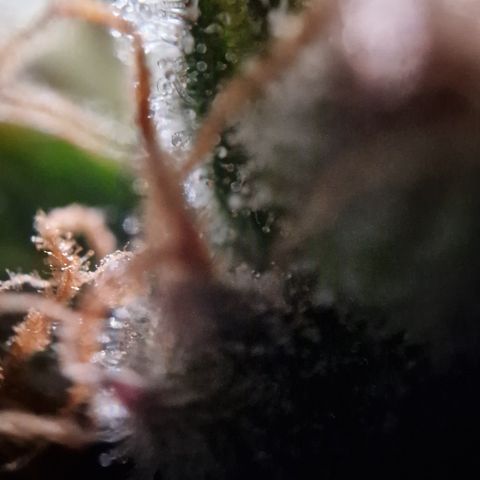 Amnesia haze auto  growlog timeline photo