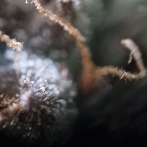 Amnesia haze auto  growlog photo: 1