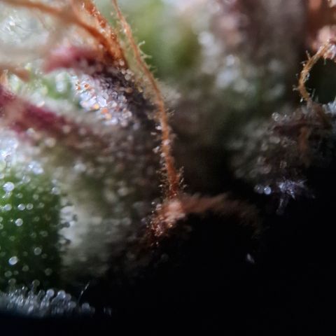 Cookies gelato growlog timeline photo