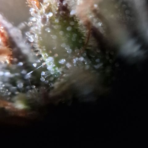 Purple punch  growlog timeline photo