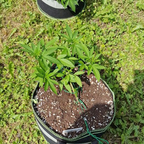 Critical Mass growlog photo: 2