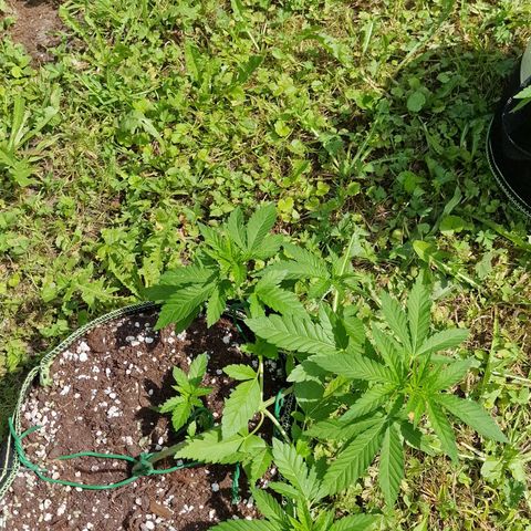 Critical Mass growlog photo: 1
