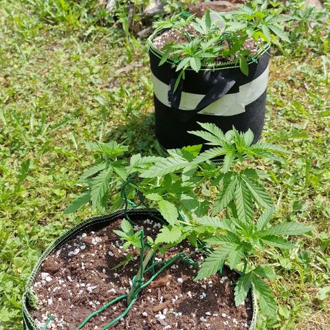 Critical Mass growlog timeline photo