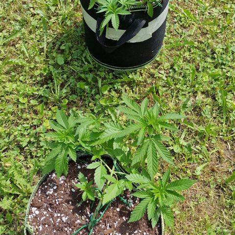 Critical Mass growlog timeline photo