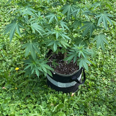 Critical Mass growlog timeline photo