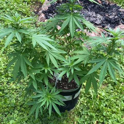 Critical Mass growlog timeline photo