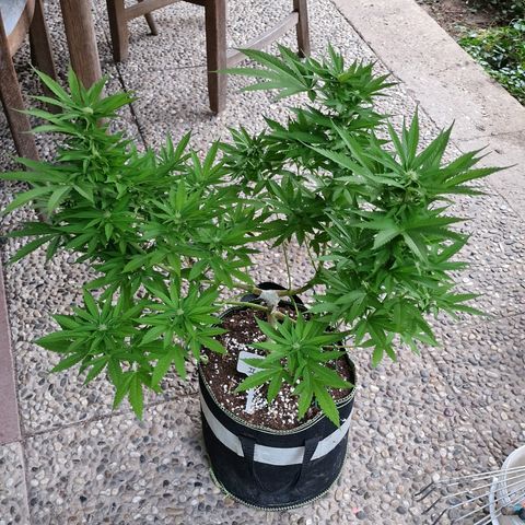 Critical Mass growlog photo: Lollipop 
