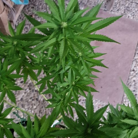 Critical Mass growlog photo: Lollipop 
