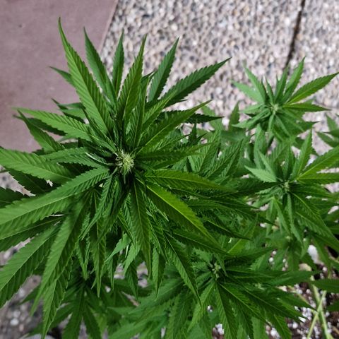 Critical Mass growlog photo: Lollipop 
