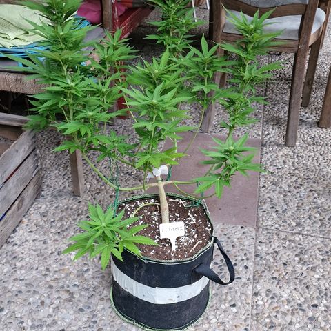 Critical Mass growlog timeline photo