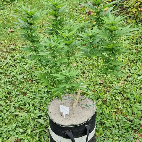 Critical Mass growlog timeline photo
