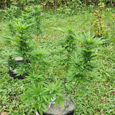Critical Mass growlog timeline photo