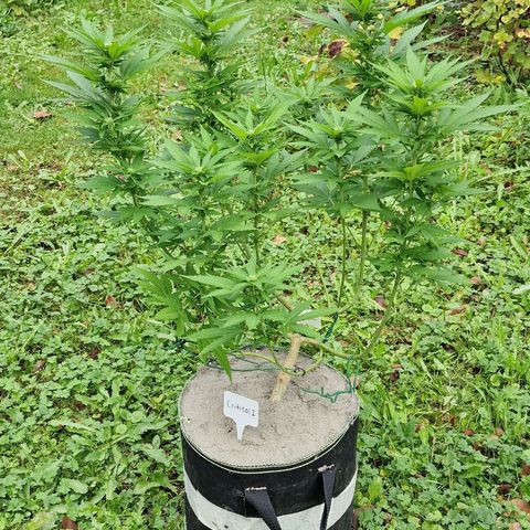 Critical Mass growlog timeline photo