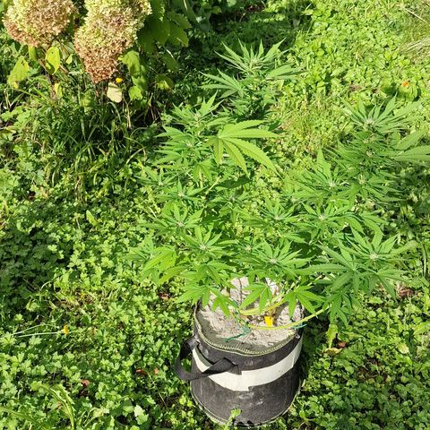 Critical Mass growlog timeline photo