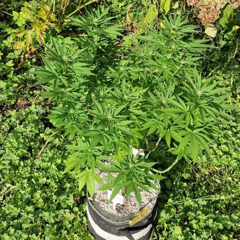 Critical Mass growlog timeline photo