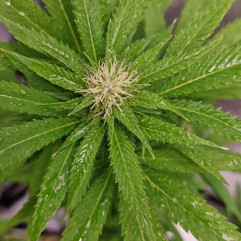 Critical Mass growlog photo: Ins Zelt umgezogen 