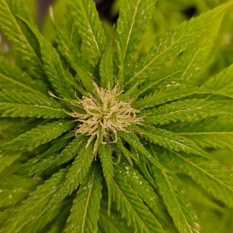 Critical Mass growlog photo: Ins Zelt umgezogen 