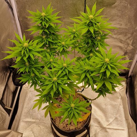 Critical Mass growlog photo: Ins Zelt umgezogen 