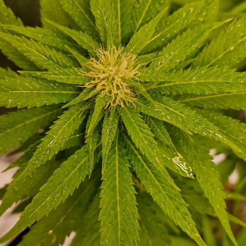 Critical Mass growlog photo: Ins Zelt umgezogen 