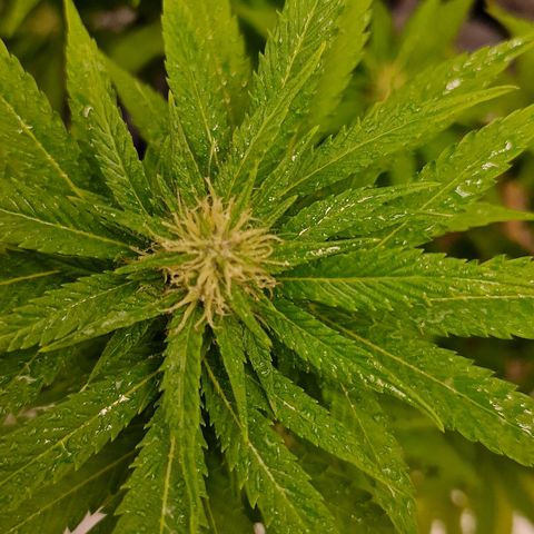 Critical Mass growlog photo: Ins Zelt umgezogen 