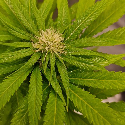 Critical Mass growlog photo: Ins Zelt umgezogen 