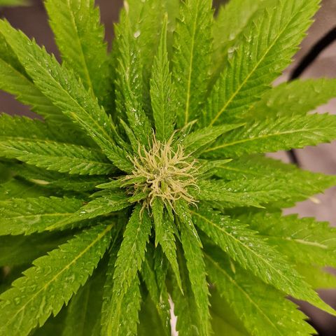 Critical Mass growlog photo: Ins Zelt umgezogen 