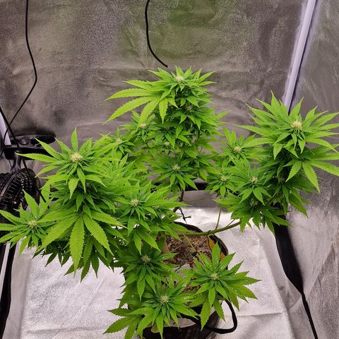Critical Mass growlog photo: Ins Zelt umgezogen 