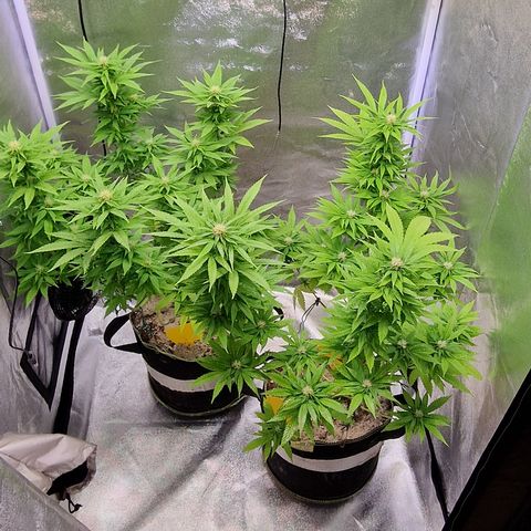 Critical Mass growlog timeline photo