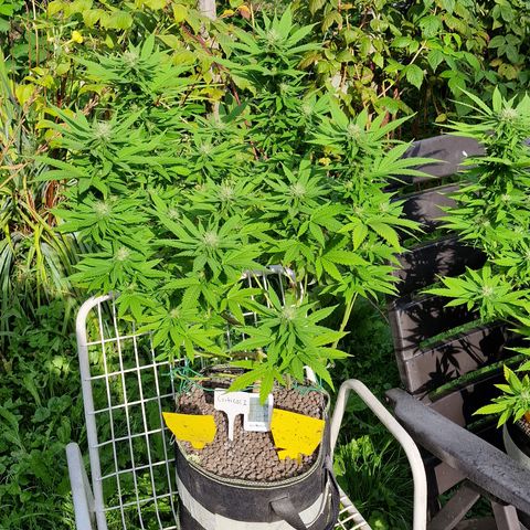 Critical Mass growlog photo: Blähton über erde wegen trauermücken ( preventiv) 
Heute oder morgen wieder ins zelt 