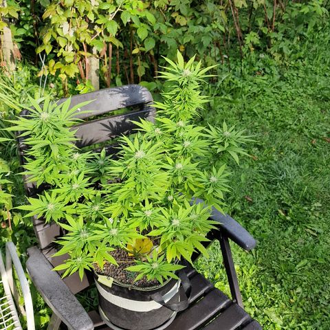 Critical Mass growlog photo: Blähton über erde wegen trauermücken ( preventiv) 
Heute oder morgen wieder ins zelt 