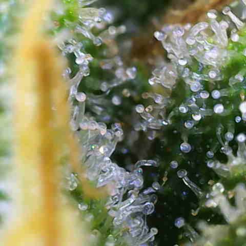 Critical Mass growlog photo: 2