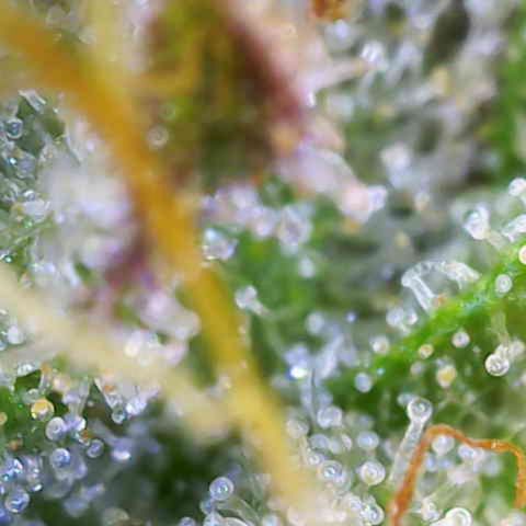 Critical Mass growlog photo: 2