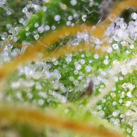 Critical Mass growlog photo: 2
