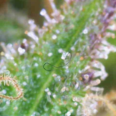 Critical Mass growlog photo: 2