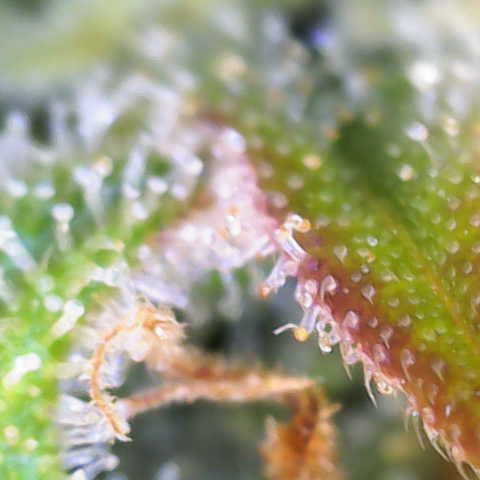 Critical Mass growlog photo: 2