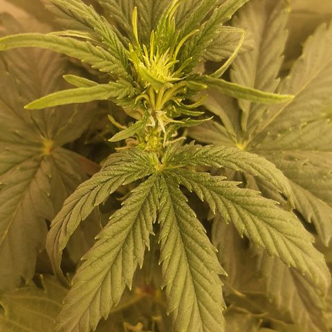 Galleton growlog timeline photo