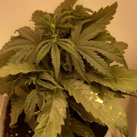 Galleton growlog timeline photo