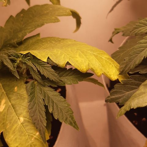 Galleton growlog photo: Tratando de eliminar la sobre fertilizacion pero vamos bien encaminados