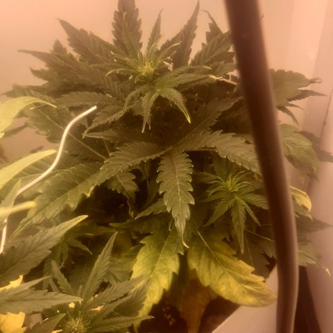 Galleton growlog photo: Tratando de eliminar la sobre fertilizacion pero vamos bien encaminados