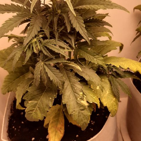 Galleton growlog photo: Tratando de eliminar la sobre fertilizacion pero vamos bien encaminados