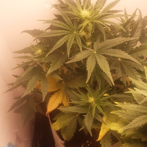 Galleton growlog photo: Tratando de eliminar la sobre fertilizacion pero vamos bien encaminados