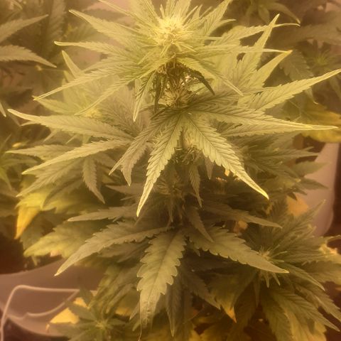 Galleton growlog photo: Tratando de eliminar la sobre fertilizacion pero vamos bien encaminados