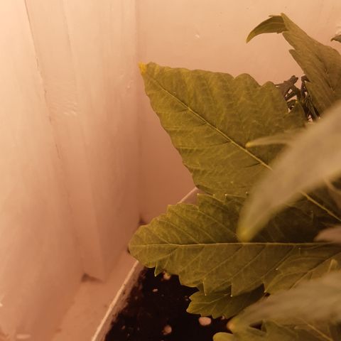 Galleton growlog photo: Tratando de eliminar la sobre fertilizacion pero vamos bien encaminados