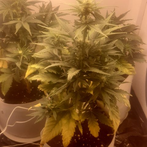 Galleton growlog photo: Tratando de eliminar la sobre fertilizacion pero vamos bien encaminados