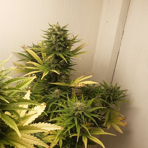 Galleton growlog timeline photo