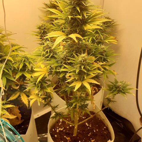 Galleton growlog timeline photo