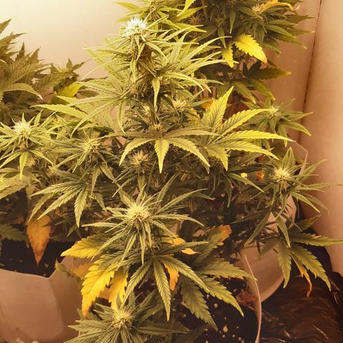 Galleton growlog timeline photo