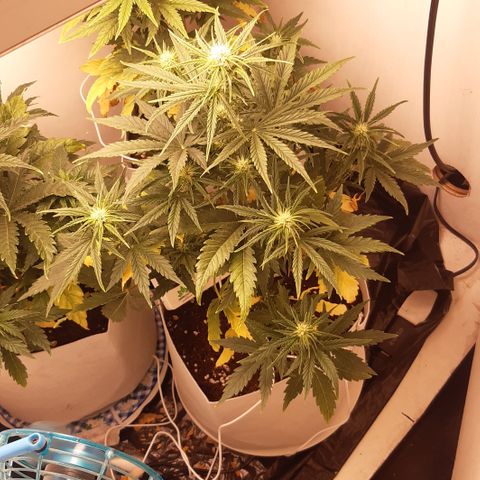 Galleton growlog timeline photo