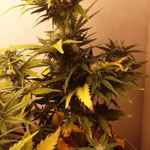Galleton growlog timeline photo