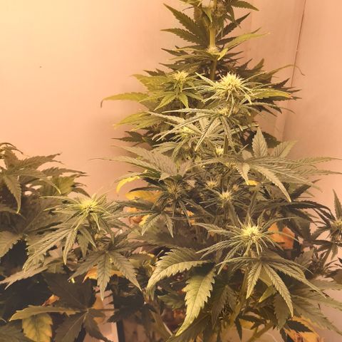 Galleton growlog timeline photo